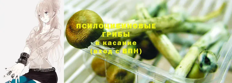 Псилоцибиновые грибы Psilocybine cubensis Воркута